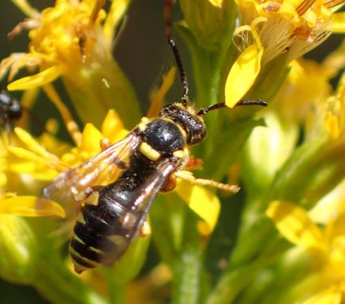 Nomada rufipes